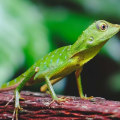 Is geico good in florida?