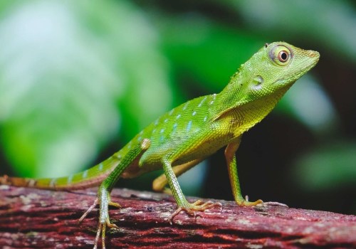 Is geico good in florida?